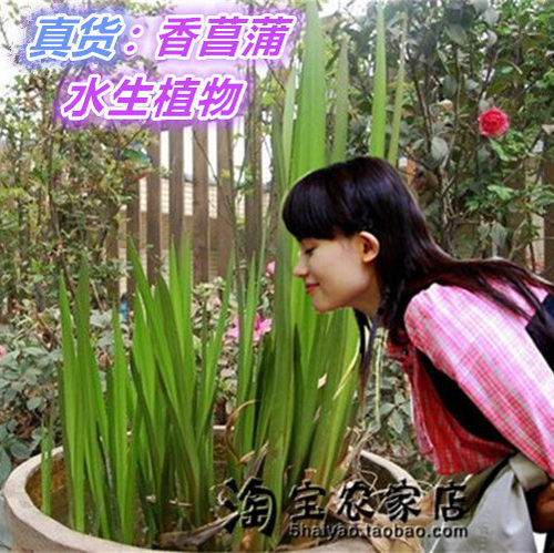 室外水生观赏池塘蒲剑净化绿植