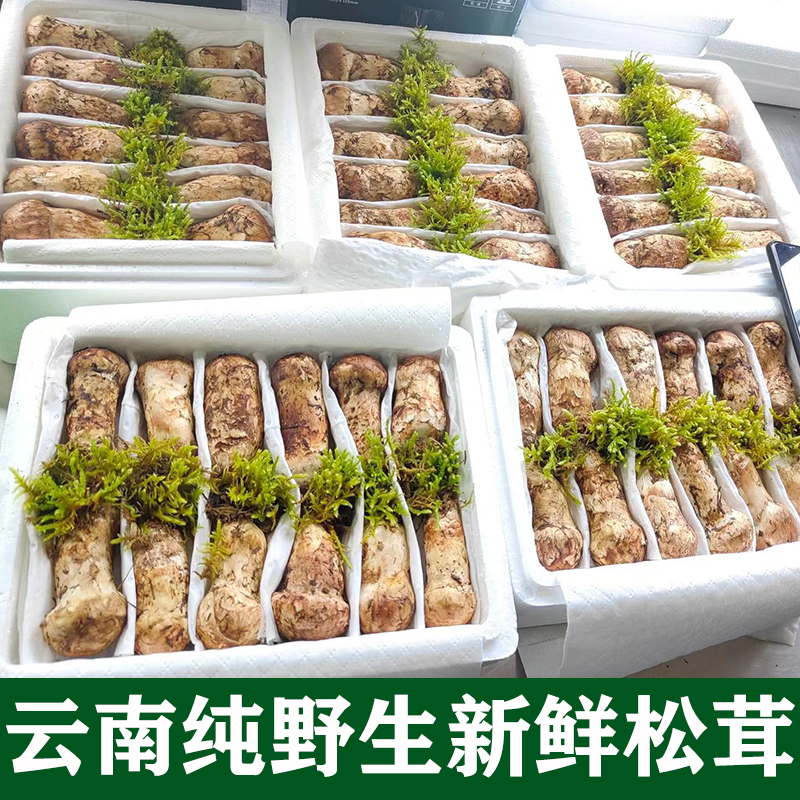 香格里拉新鲜松茸菌1kg顺丰包邮