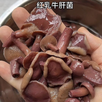 2026云南特产蘑菇盐焗红乳牛肝菌野生菌火锅酒店餐饮半成品食材
