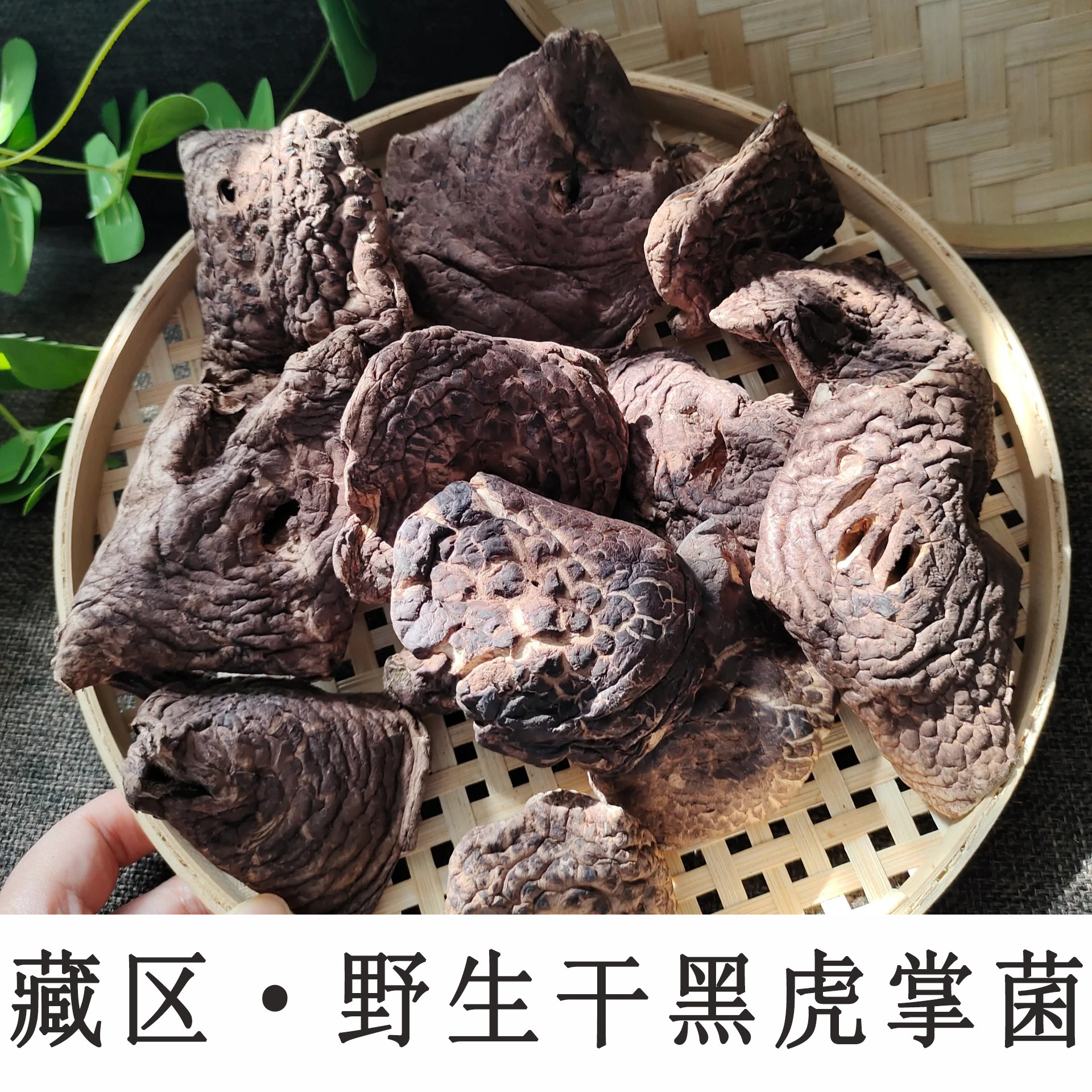 藏区野生黑虎掌菌500g干货一级非獐子菌煲汤食材干蘑菇香味十足