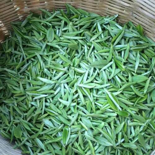 2026新茶湄潭翠芽贵州特级独芽