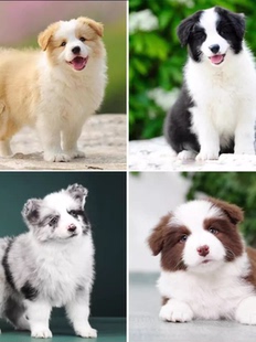 纯种边牧幼犬活体陨石棕色三通七白双血统金边金色边境牧羊犬小狗