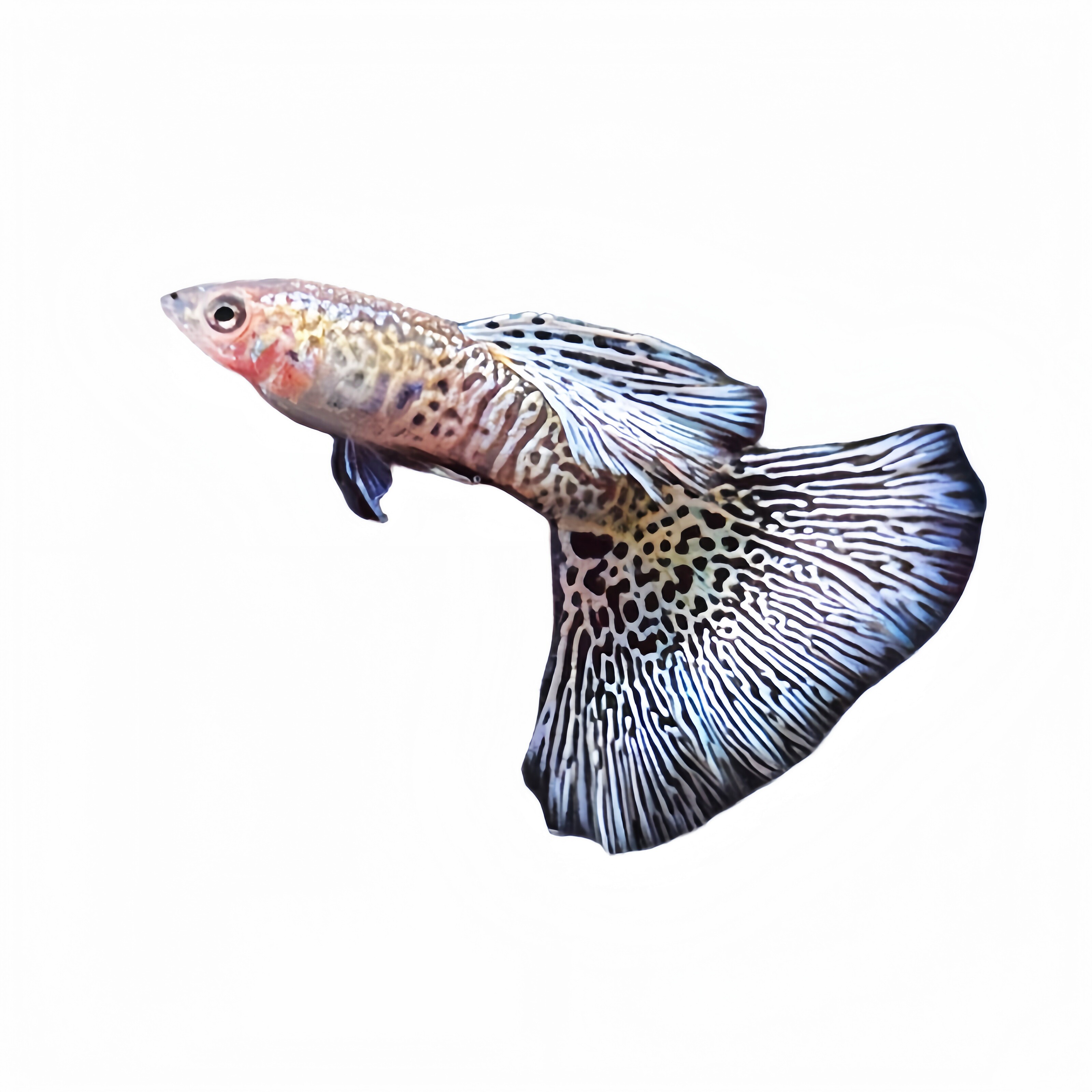 马来西亚白蕾丝白马赛克蓝马赛克精品孔雀鱼活体观赏鱼热带鱼鱼苗