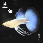 绣球蓝白孔雀鱼精品天空蓝白子蝶翼蓝白大C缎带热带鱼种鱼凤尾鱼