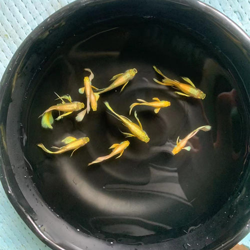 孔雀鱼满鳞黄金缎带孔雀鱼