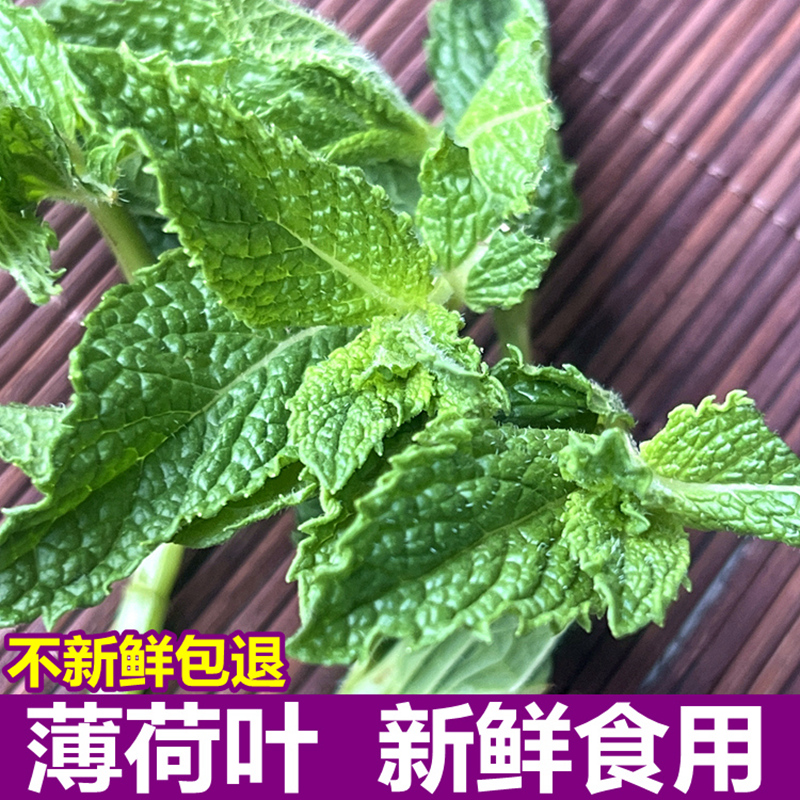 新鲜薄荷叶香菜烘焙调酒泡茶凉拌