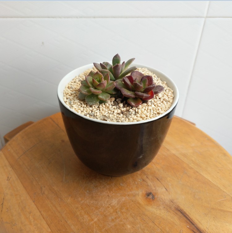 3元促销时尚简约创意新颖黑色圆形陶瓷多肉植物花盆/盆景/盆栽