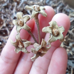 天然植物 泡桐果蒂 花托永生花 梧桐果 花枝茎手工