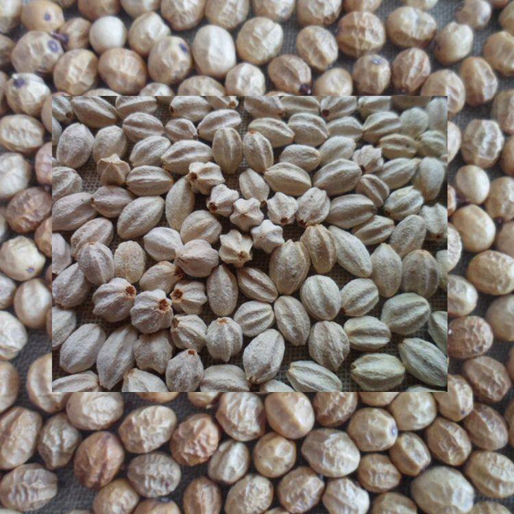 天然植物干花 苦楝子 去皮苦楝果 金铃子 手串 手工 100克 200克