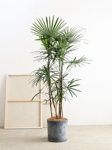 长沙同城老桩金山棕竹大型造型客厅大盆栽网红绿植好养活耐阴网红