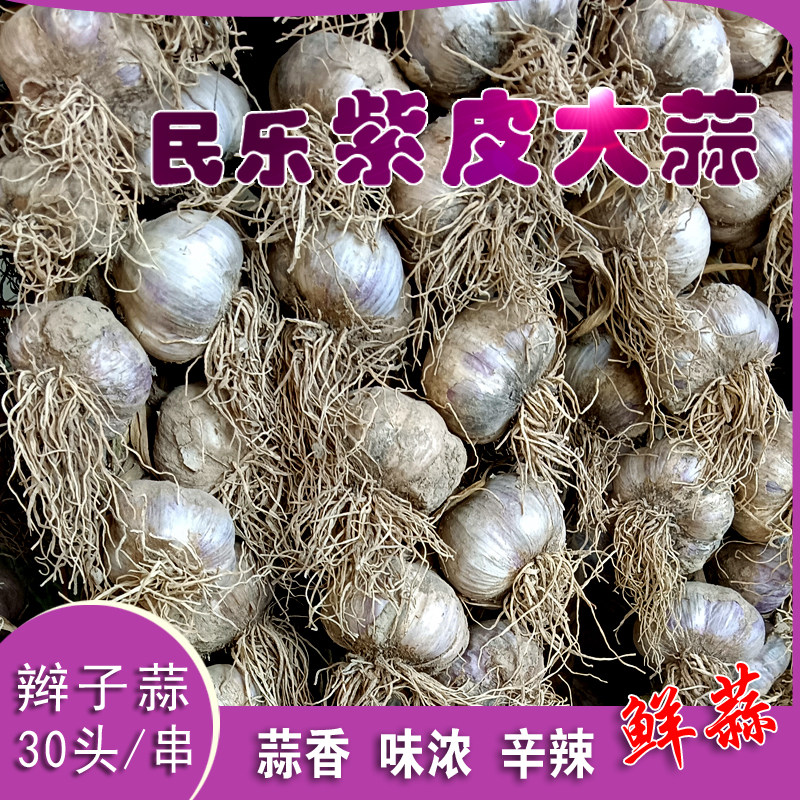 甘肃大蒜干蒜紫皮新大蒜湿鲜蒜