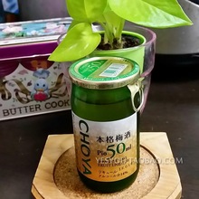 日本choya本格梅酒梅子pio50ml装1