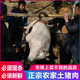 甘肃土特产农家黑猪肉新鲜过年猪土猪肉五花肉猪腿肉排骨现杀 包邮