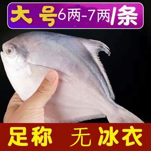 东海鲳鱼新鲜大号新鲜冷冻东海银鲳鱼白鲳鱼海鲳鱼平鱼鲳扁鱼