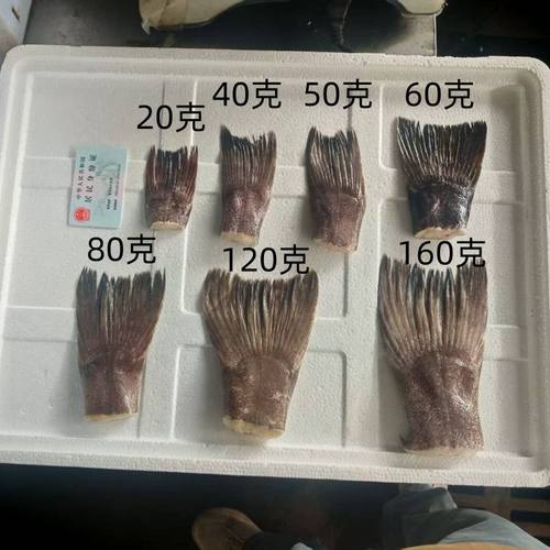 (无冰衣)全规格鱼尾酒店碳烧烤鸦片鱼尾 鲽鱼尾 碟鱼尾 鳕鱼尾