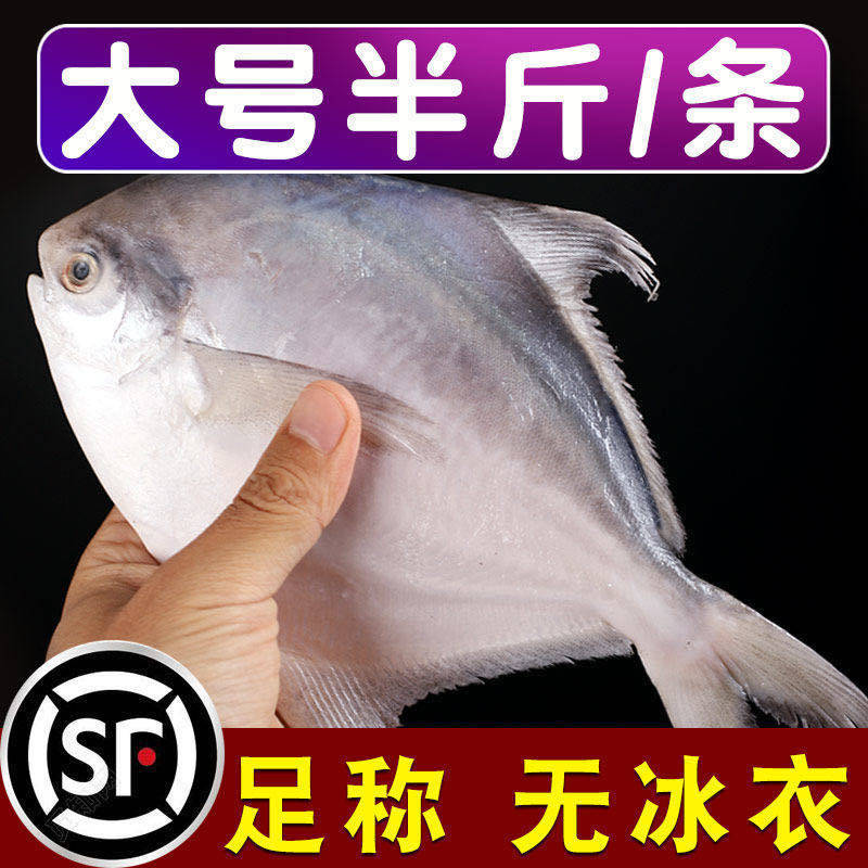(无冰水半斤一条)新鲜野生东海白鲳鱼银鲳鱼海鲳鱼平鱼鲳扁鱼