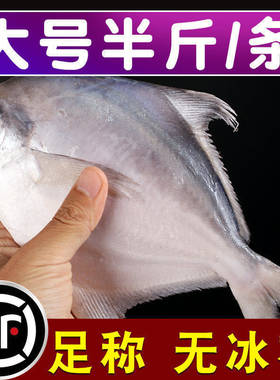 (无冰水半斤一条)新鲜野生东海白鲳鱼银鲳鱼海鲳鱼平鱼鲳扁鱼