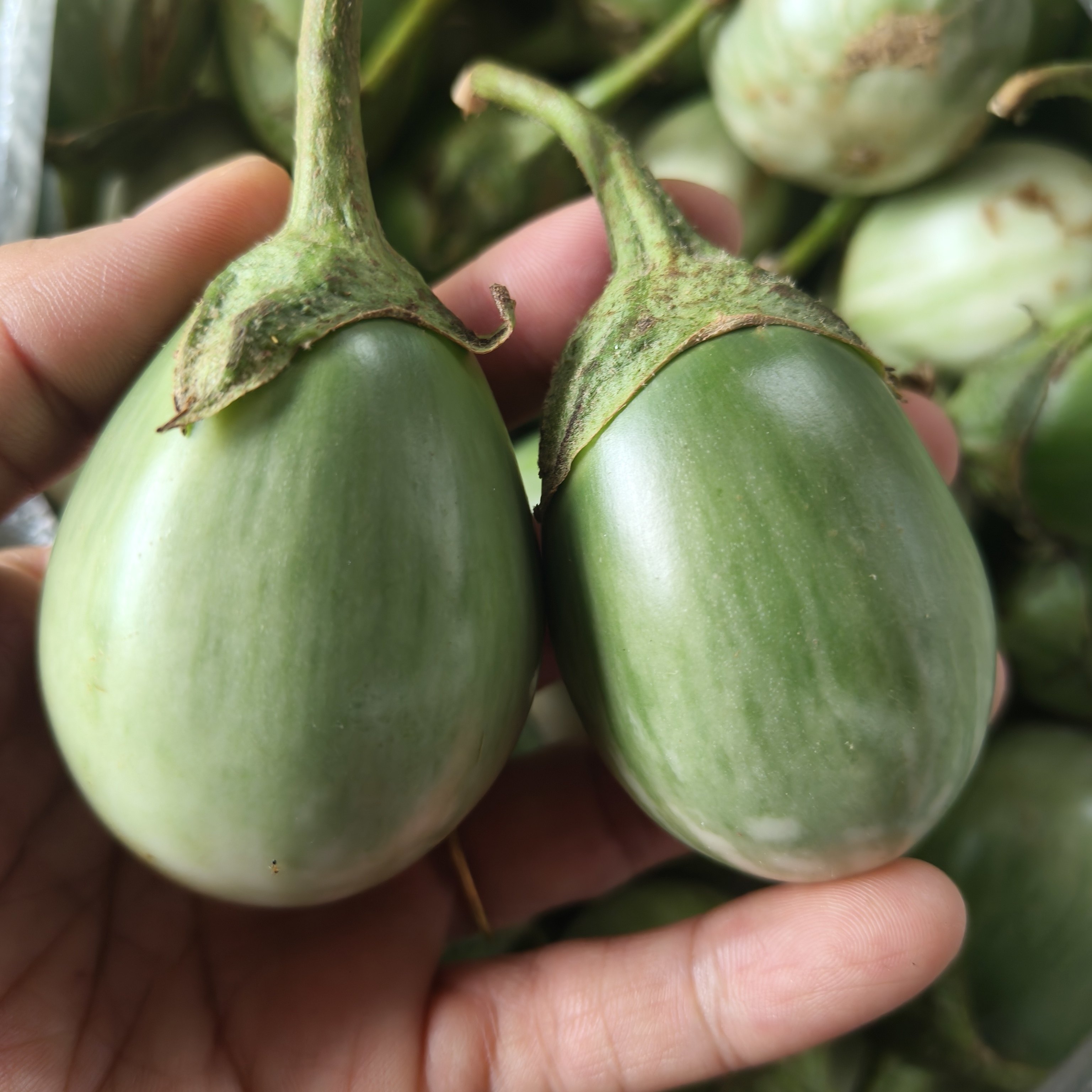 绿色小圆茄云南小茄子新鲜现摘迷你小茄子泰国圆茄