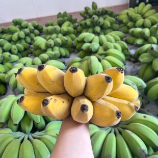 小米蕉粉蕉新鲜树上自然熟banana苹果香蕉当季 农家水果现采现发