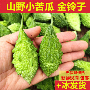 小苦瓜云南山里金铃子迷你版 纳泰国吃播生吃养生泰傣炖汤清炒凉拌