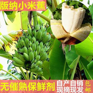 小米蕉 云南版纳粉蕉小鸡蕉生小芭蕉安南蕉青新鲜香蕉水果7斤包邮