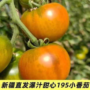 【新疆直发西藏不发】爆汁甜心195小番茄西红柿自然熟盐碱地柿子