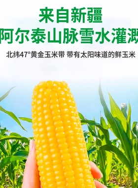 【新疆直发】新疆特产黄糯玉米新鲜现摘礼盒甜糯大玉米棒真空包装