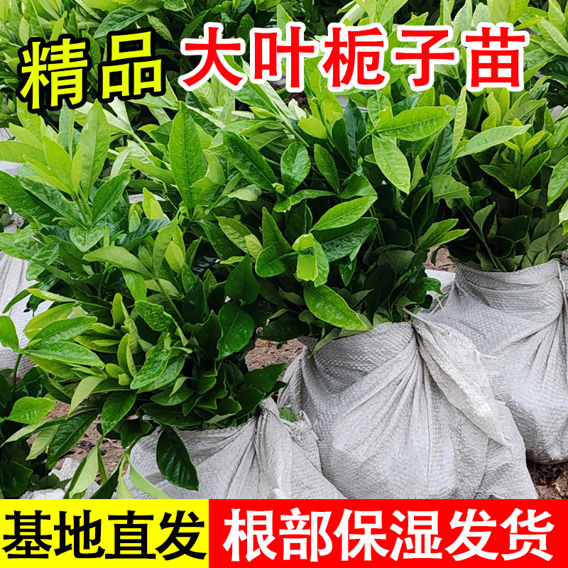 大叶栀子花苗工程绿化苗庭院盆栽