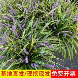 金边麦冬玉龙草四季常青阔叶苗庭院绿化耐寒耐阴植物矮麦冬玉龙草