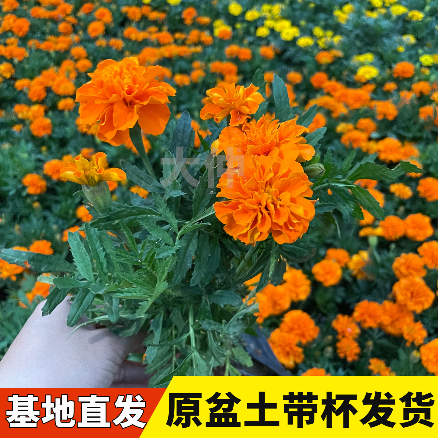 孔雀草盆栽花苗原盆土带花发货花期长国庆摆花庭院易活花卉植物