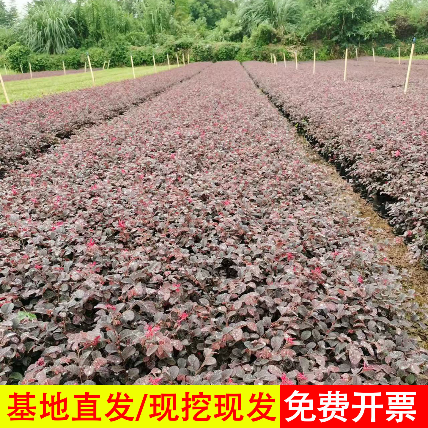 红花继木树苗庭院道路绿篱绿化植物红花继木球工程小苗红花继木苗
