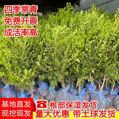 黄杨树苗四季常青小叶黄杨独杆绿篱围栏庭院耐寒绿化植物瓜子黄杨