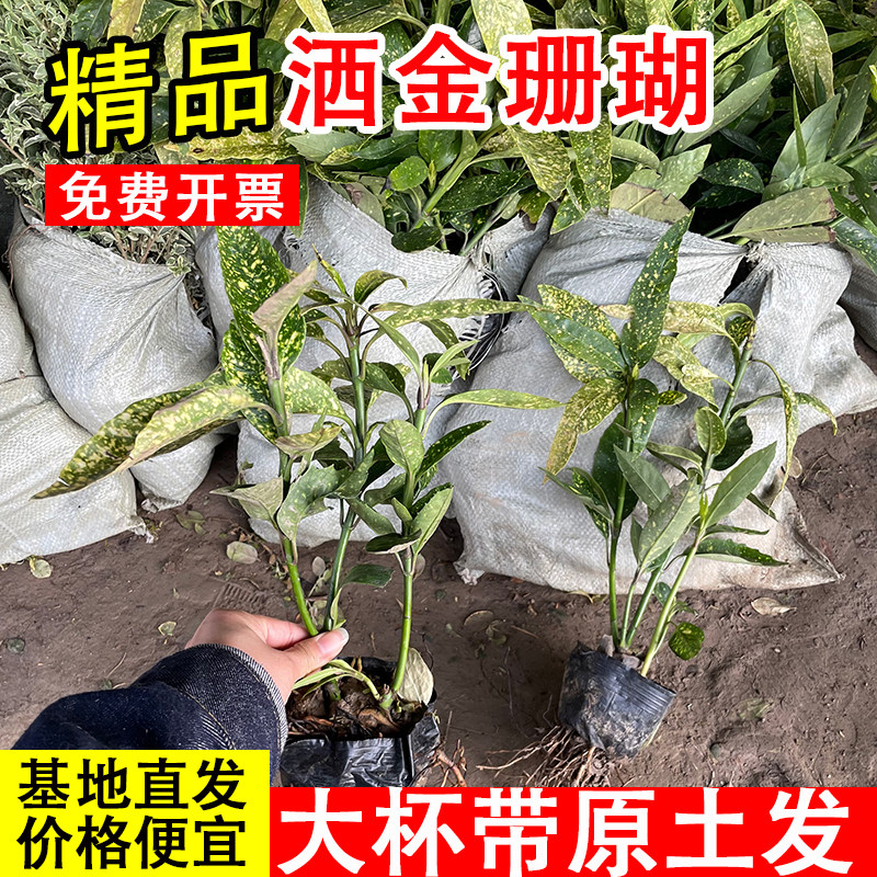 洒金珊瑚桃叶珊瑚树苗四季常青庭院耐寒耐阴彩色绿篱植物绿化苗图片