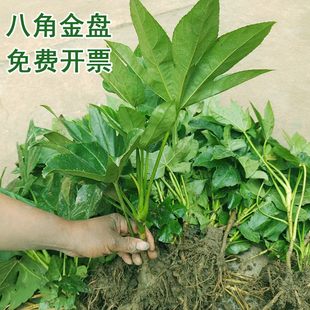 八角金盘树苗耐阴耐寒四季常青地被观叶植物好养庭院绿化苗木
