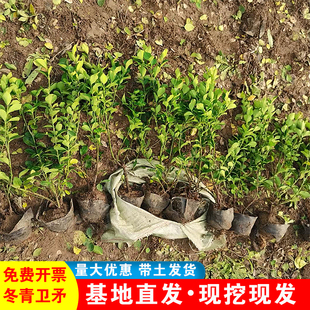 冬青卫矛苗卫矛球冬青树苗四季常青耐寒绿化苗庭院绿篱笆墙植物