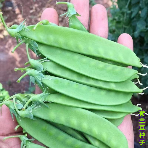 荷兰豆种籽豆种孑种子豆角籽豌豆眉豆扁豆春夏季秋季四季蔬菜种籽