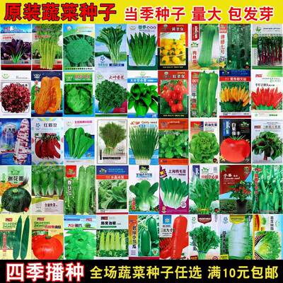 四季蔬菜菠菜萝卜香菜小香葱韭菜番茄西红柿白菜辣椒生菜青菜种子