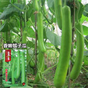 早熟香嫩厚肉长瓠子瓜种子蒲瓜种籽葫芦瓜水瓜高产早熟蔬菜种孑