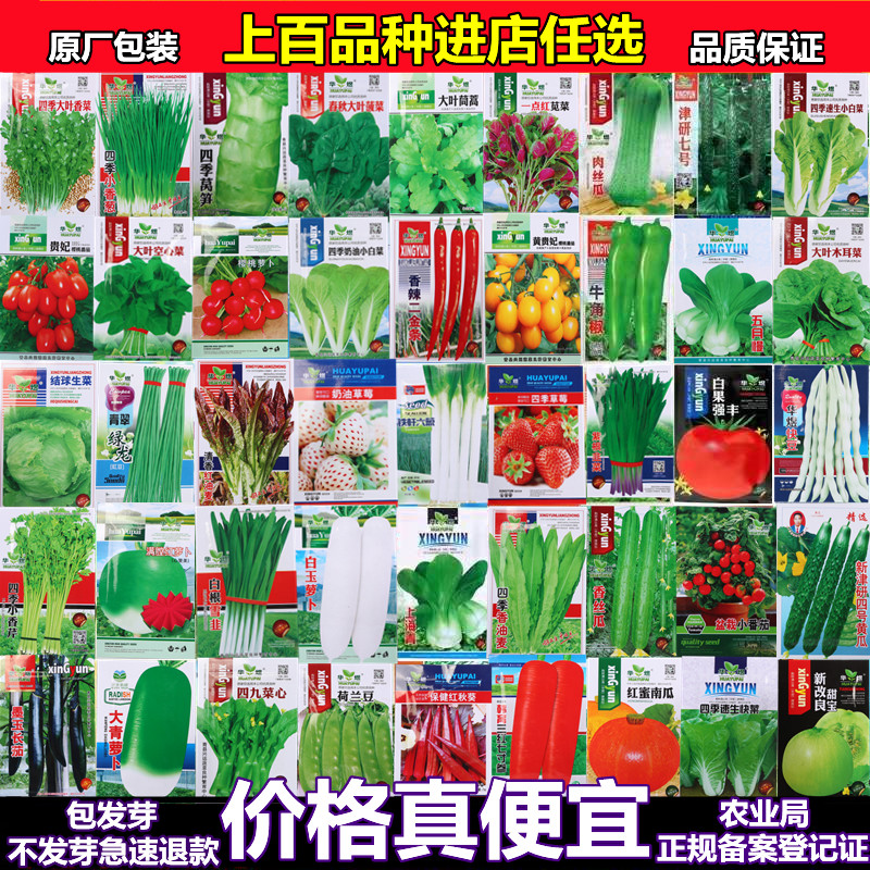 菜籽种大全蔬菜种孑四季播种番茄香菜籽生菜黄瓜辣椒豆角种子图片
