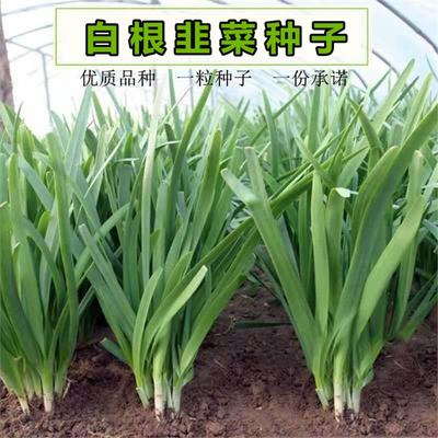 蔬菜种子791雪韭四季香宽叶白根紫根韭菜种子四季播阳台家庭盆栽