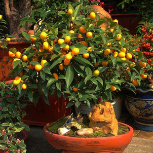 金桔盆栽 四季橘室内客厅食用小金橘树苗 橘子树四季桔子盆景植物