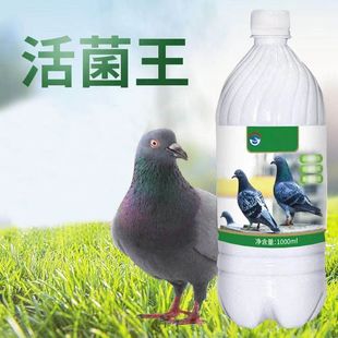 鸽子活菌王鸽用赛鸽鸽子