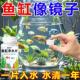 高级净水片鱼缸水族箱净化水浑浊绿水脏除腥臭味过滤免换水净水王