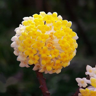 结香苗结香花树苗金腰袋打结花梦冬花阳台庭院园林高档浓香型耐寒