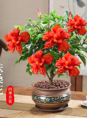 重瓣扶桑花盆栽树苗朱槿花木槿桑叶牡丹开花大花阳台庭院绿植