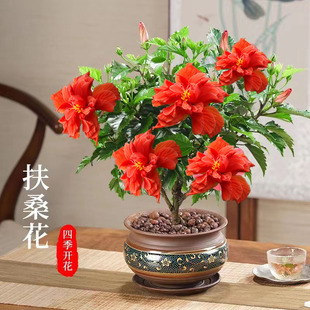 重瓣扶桑花盆栽树苗朱槿花木槿桑叶牡丹开花大花阳台庭院绿植