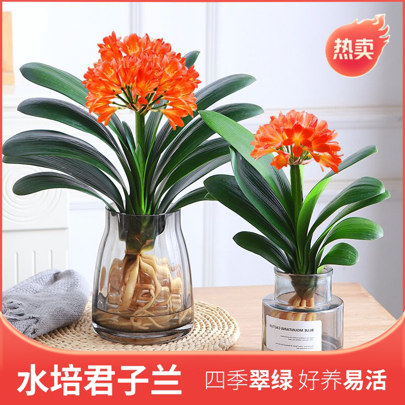 君子兰水培水养植物室内好养桌面绿植花卉净化空气四季常青好养活