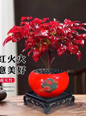 火焰南天竹盆栽红叶小盆景耐寒植物室内桌面好养观叶花卉四季绿植