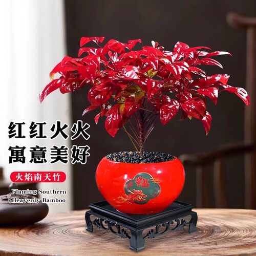 火焰南天竹盆栽红叶小盆景