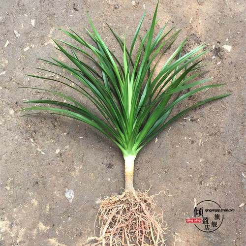 龙须树盆栽龙血树龙须树绿植盆栽